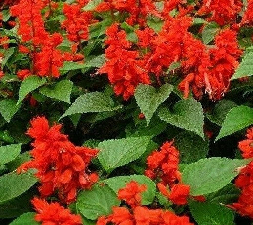 Scarlet Sage Flower Seeds - Salvia Coccinea, 200+ Seeds for Ornamental Garden, Attracts Pollinators, Drought Tolerant