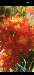 Epidendrum radicans - 4 Rooted Red Orchid Plants - 10 Inch Tall