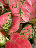 Aglaonema Zircon Plant - 3" Pot Colorful Chinese Evergreen Rooted Indoor Plant, Low Light, Easy Care