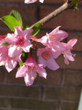 Weigela florida Pink Princess Cuttings - 6-8 Inch Hummingbird-Attracting Shrub for Garden, Landscape, Hedges