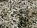 Baby's Breath Seeds 500+ Count White Flowers Gypsophila Elegans Drought Tolerant for Gardens & Cut Flowers