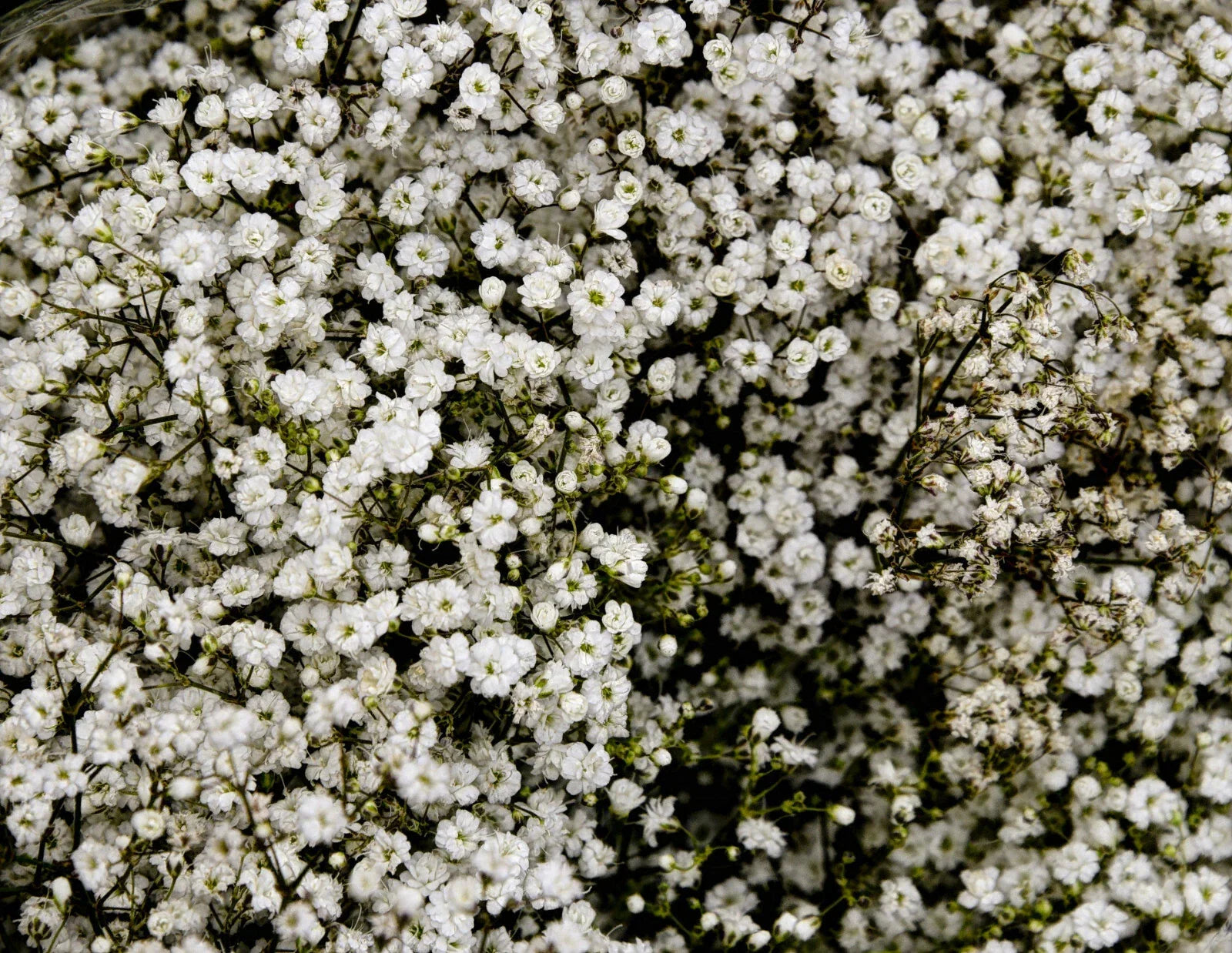 Baby's Breath Seeds 500+ Count White Flowers Gypsophila Elegans Drought Tolerant for Gardens & Cut Flowers