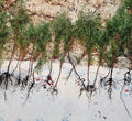 Eastern Red Cedar Juniper Seedlings 4-8 Inches Live Trees, Vibrant Red Foliage, Juniperus virginiana, Bare Root