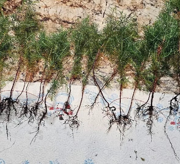 Eastern Red Cedar Juniper Seedlings 4-8 Inches Live Trees, Vibrant Red Foliage, Juniperus virginiana, Bare Root
