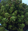 Hardy Christmas Jelly Bean Succulent Cuttings - Sedum rubrotinctum - 10 Pieces, Drought-Tolerant Indoor/Outdoor Plant
