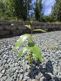 Black Cottonwood Bare Root Tree 6-9 Inches Populus trichocarpa, Eco-Friendly Live Plant for Landscaping and Wetland Restoration