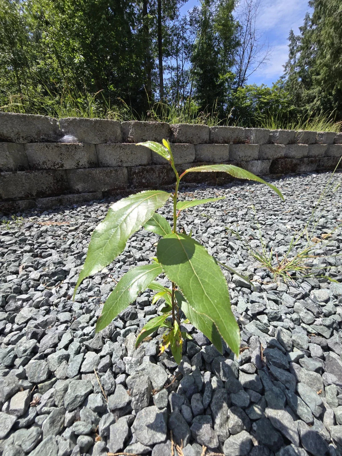 Black Cottonwood Bare Root Tree 6-9 Inches Populus trichocarpa, Eco-Friendly Live Plant for Landscaping and Wetland Restoration