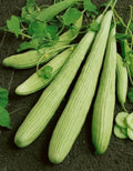 Organic Armenian Yard Long Cucumber Seeds – Non-GMO Heirloom, Cucumis sativus, Long Slender Cucumbers for Salad & Pickling