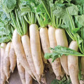 White Daikon Radish Seeds - Non-GMO Vegetable Seeds for Garden, Raphanus sativus, Fast-Growing, 300+ Pack