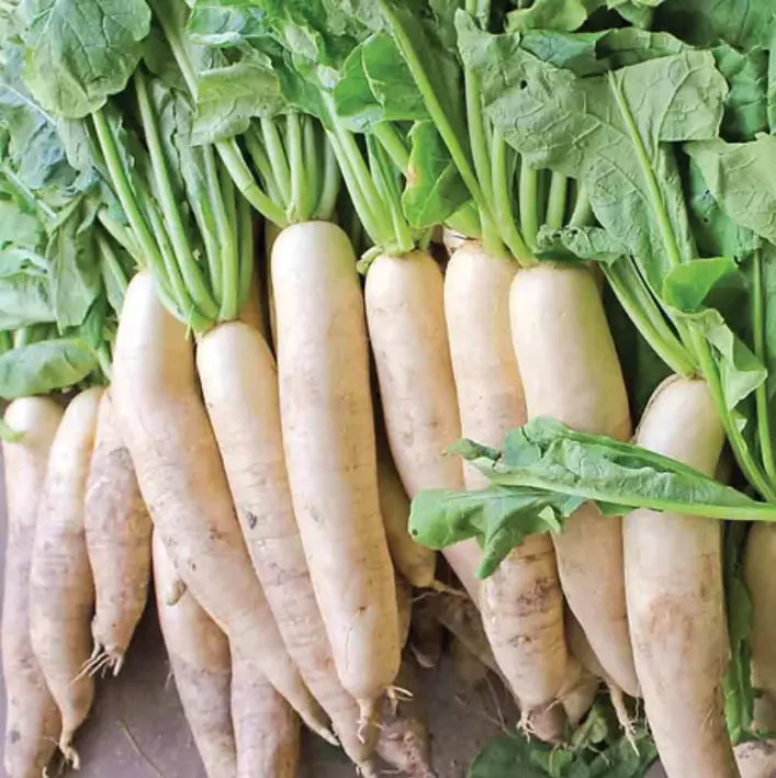White Daikon Radish Seeds - Non-GMO Vegetable Seeds for Garden, Raphanus sativus, Fast-Growing, 300+ Pack