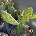 Rare Variegated Opuntia Cochenillifera Succulent Plant in 6" Pot | Variegated Cactus for Indoor & Outdoor Decor