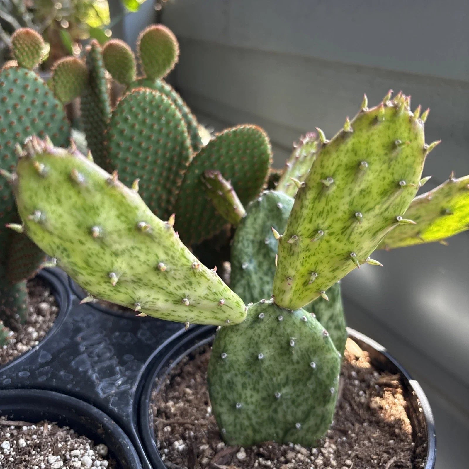 Rare Variegated Opuntia Cochenillifera Succulent Plant in 6" Pot | Variegated Cactus for Indoor & Outdoor Decor