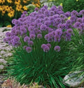 Allium Millennium Bare Root Plants – Perennial Bulbs for Garden, Borders, and Containers – 3 Pack