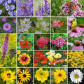 Mixed Perennial Wildflower Seeds Pack - 200 Assorted Native Flower Seeds for Pollinators and Wildflower Gardens