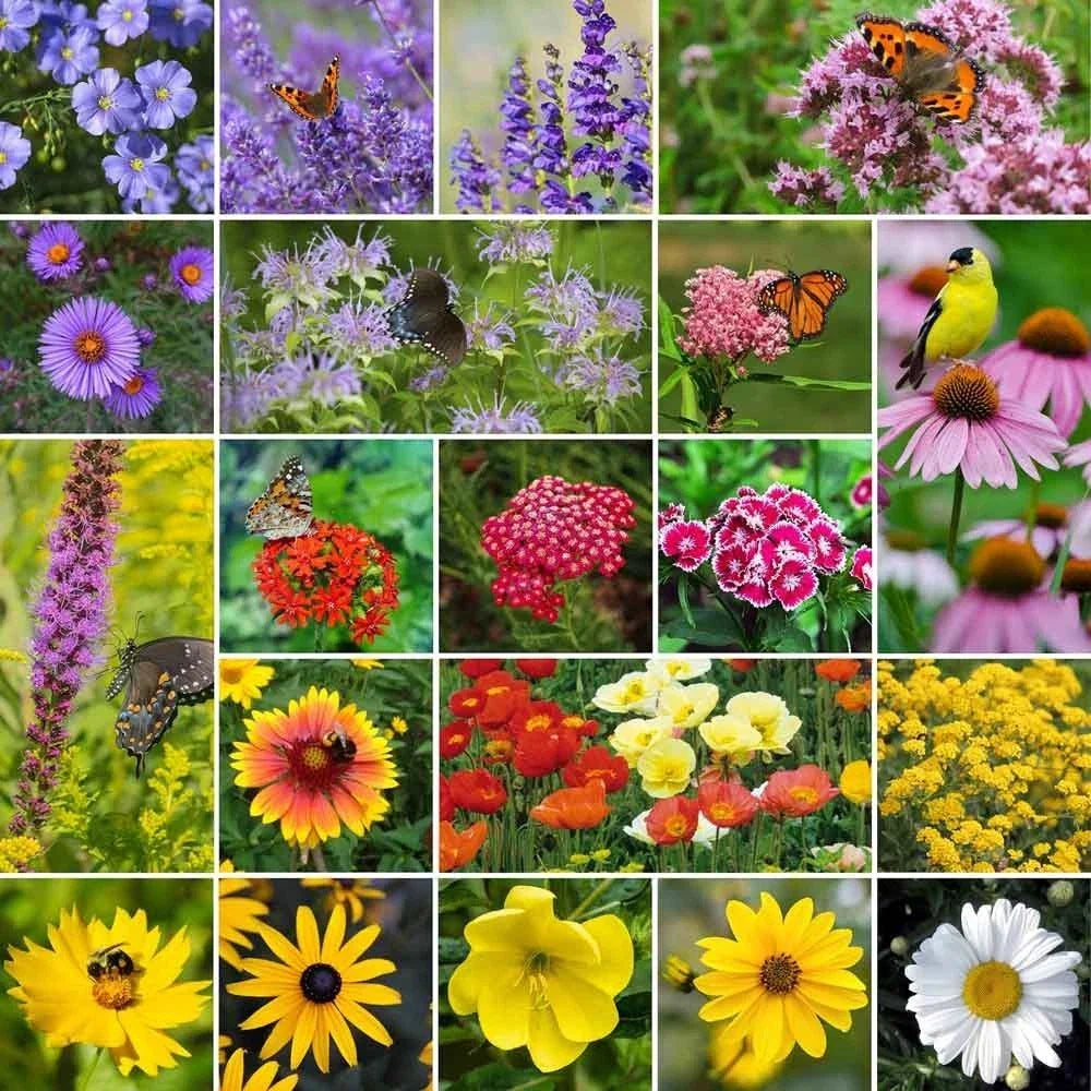 Mixed Perennial Wildflower Seeds Pack - 200 Assorted Native Flower Seeds for Pollinators and Wildflower Gardens