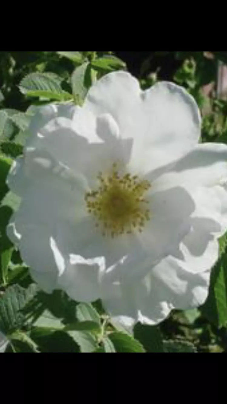 Fragrant Rosa Alba White Rose of York Shrub Rose Cuttings – 6-8" Long, 3 Pieces for Garden, Landscaping, and Borders