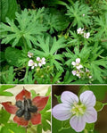 Carolina Geranium Seeds - 30+ Geranium carolinianum Herb for Borders, Wildflowers, Containers