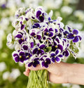 Pansy Seeds 200 Count Swiss Giants SILVERBRIDE Purple Blue Viola × wittrockiana Cool Weather Container Plant