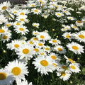 Shasta Daisy Seeds - 250+ Perennial White Flower Seeds - Leucanthemum × superbum - Garden, Border, Pollinator Friendly