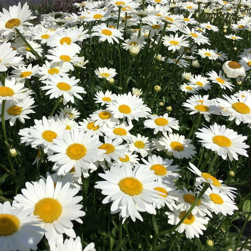 Shasta Daisy Seeds - 250+ Perennial White Flower Seeds - Leucanthemum × superbum - Garden, Border, Pollinator Friendly