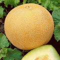 Organic Heirloom Cantaloupe Seeds - 40+ Cucumis melo Melon Seeds for Summer Garden, Juicy, Sweet, Non-GMO