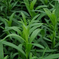 Tarragon Herb Seeds - Organic Non-GMO Open Pollinated - Artemisia dracunculus - Culinary Herb Seeds for Indoor & Outdoor Gardening