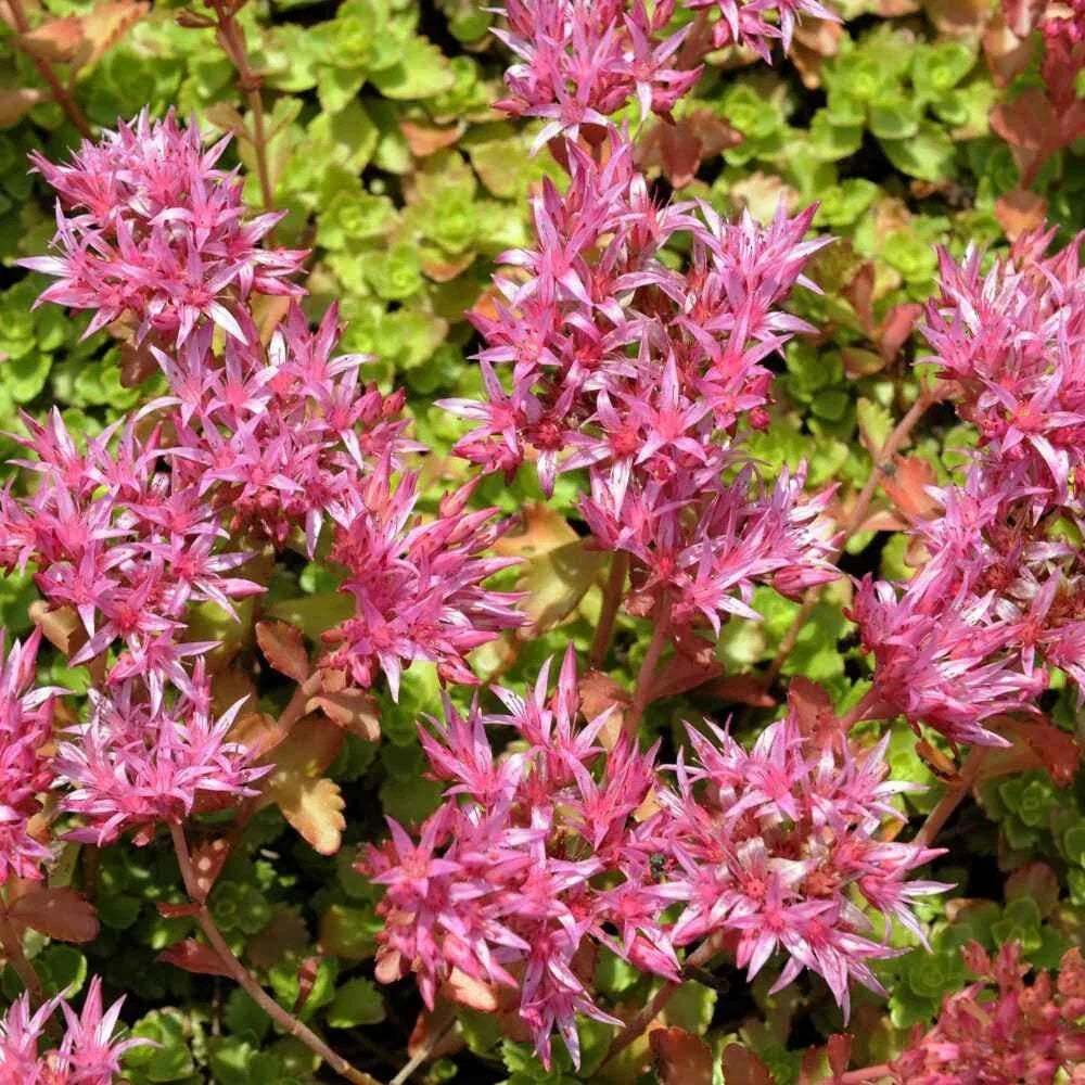 Purple Carpet Sedum Seeds - Spurium Coccineum Purple Ground Cover Succulent for Landscaping, 500 Seeds