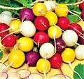 Radish Seeds - Crayon Colors Mix - Non-GMO Vegetable Seeds for Home Garden, Raphanus sativus