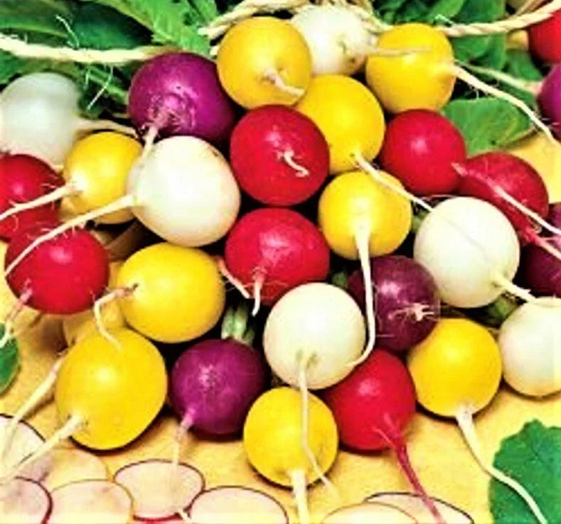 Radish Seeds - Crayon Colors Mix - Non-GMO Vegetable Seeds for Home Garden, Raphanus sativus