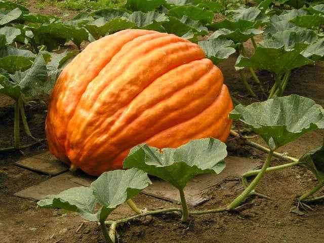 Giant Pumpkin Seeds - Grower's F1 Cucurbita pepo, Large Heavyweight Pumpkins for Carving & Fall Decor