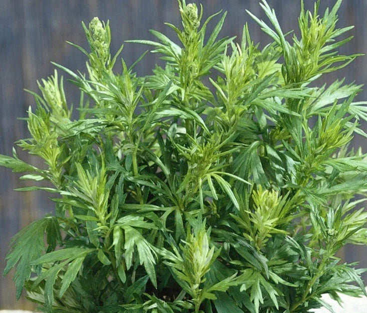 Mugwort Seeds 1000+ Count | Medicinal Culinary Perennial Herb | Artemisia vulgaris | Easy to Grow Garden Seeds