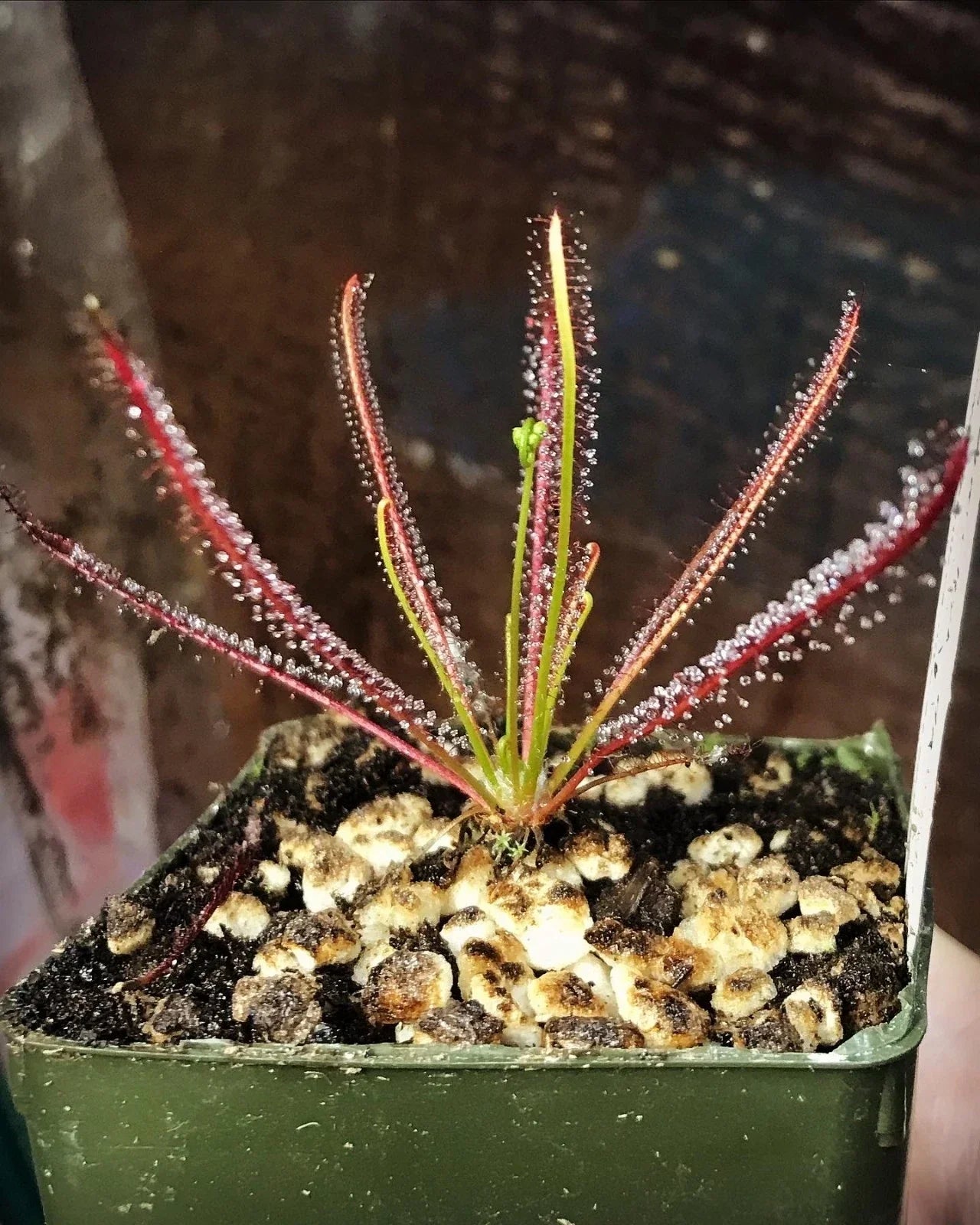 Drosera x hybrida Florida Sundew Potted Carnivorous Plant for Indoor Terrarium & Exotic Greenery