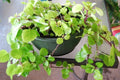 Plectranthus Australis House Plant - Rooted Swedish Ivy with Lush Green Foliage - Indoor Trailing Plant for Decor
