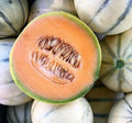 Charentais Cantaloupe Seeds - 25+ French Melon Seeds for Sweet Aromatic Flavor - Cucumis melo Heirloom, Home Garden, Non-GMO