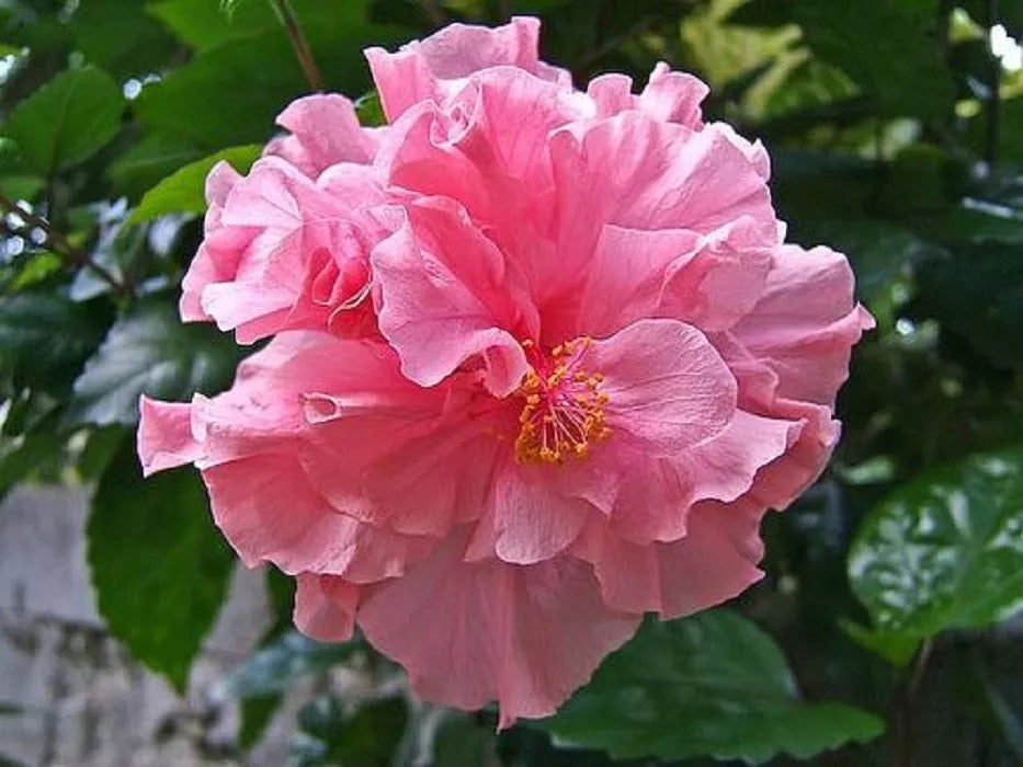 Double Pink Hibiscus Seeds - Perennial Hardy Flower Garden Seeds Hibiscus rosa-sinensis, Soft Pink Double Petals