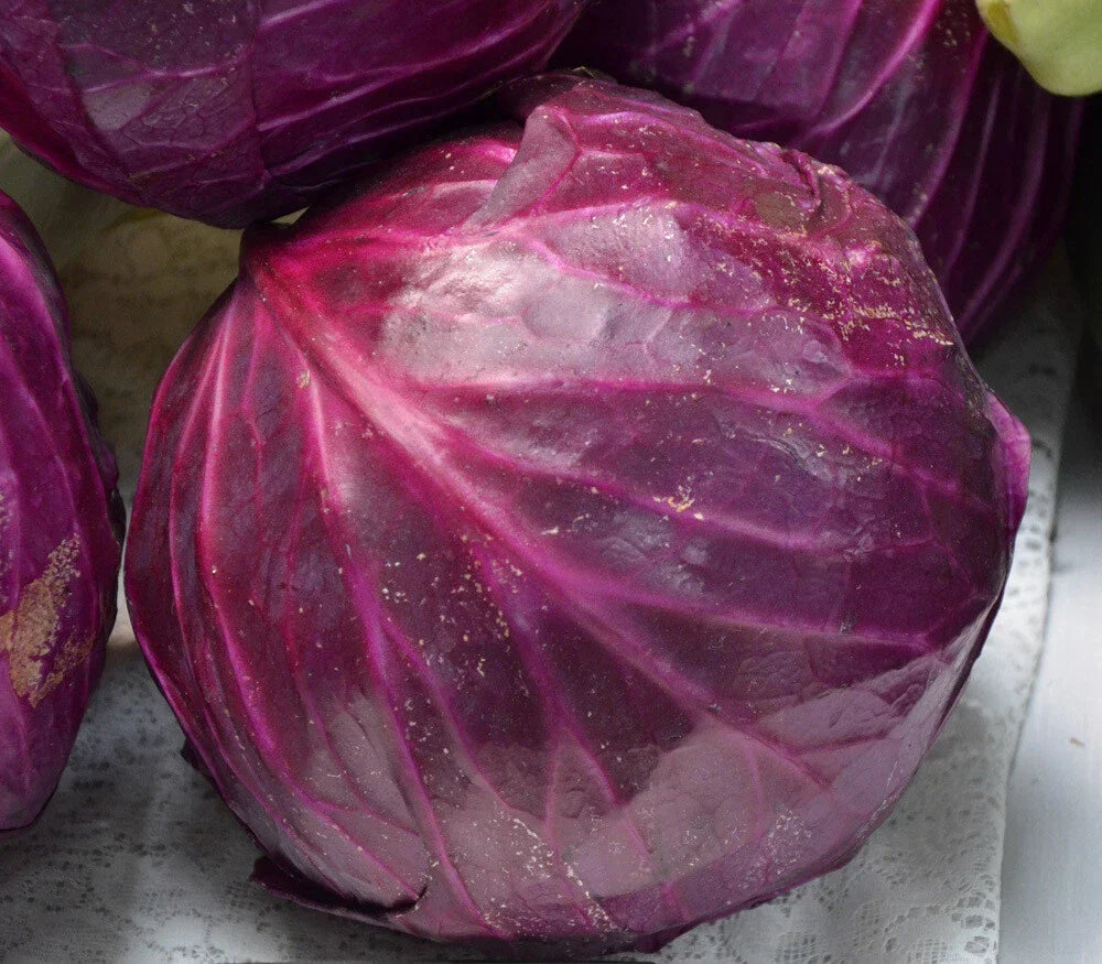Red Acre Cabbage Seeds - Non-GMO Coleslaw Variety, Compact Growth, Brassica oleracea, Multiple Sizes