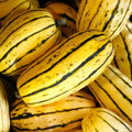 Delicata Squash Seeds - Organic Vegetable Seeds for Planting - Cucurbita pepo - 30+ Count, Compact Vines, Heirloom, Full Sun