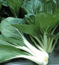 Pechay Seeds - 200+ Brassica rapa subsp. chinensis Chinese Cabbage Pak Choi for Home Gardening & Cooking