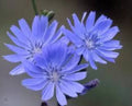 Chicory Seeds - 100 Pack of Cichorium Intybus Wildflower Herb for Coffee Substitute and Garden Pollinator Attractor