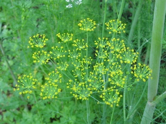 Bouquet Dill Herb Seeds - 250+ Anethum graveolens Culinary Garden Seeds for Home Gardening and Containers