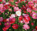 Shirley Poppy Seeds Bulk 50,000 Mixed Colors Papaver Rhoeas Vibrant Annual Flower Seeds for Garden & Landscaping