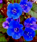 Desert Bluebells Seeds, 100 Count, Annual, Drought Tolerant, Easy to Grow, Phacelia campanularia