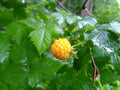 Salmonberry Root Cuttings - 5 Organic Rhizomes for Planting - Rubus spectabilis - Edible Berry Bush
