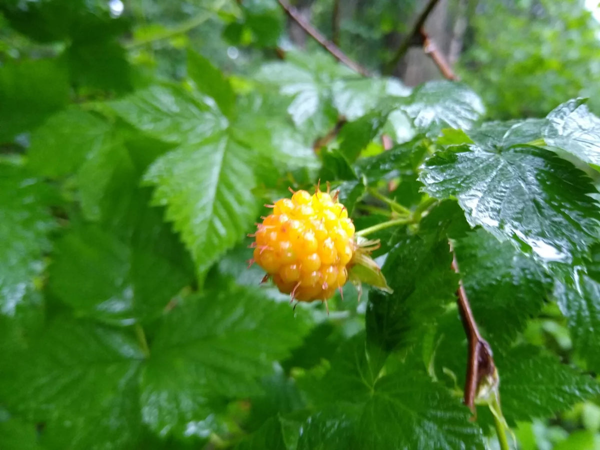 Salmonberry Root Cuttings - 5 Organic Rhizomes for Planting - Rubus spectabilis - Edible Berry Bush