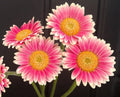 Gerbera Daisy Seeds - 200+ Pink & White Varieties for Garden Planting - Gerbera jamesonii