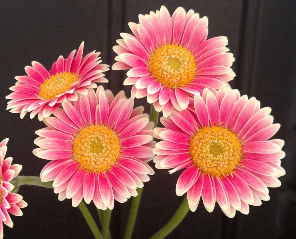 Gerbera Daisy Seeds - 200+ Pink & White Varieties for Garden Planting - Gerbera jamesonii