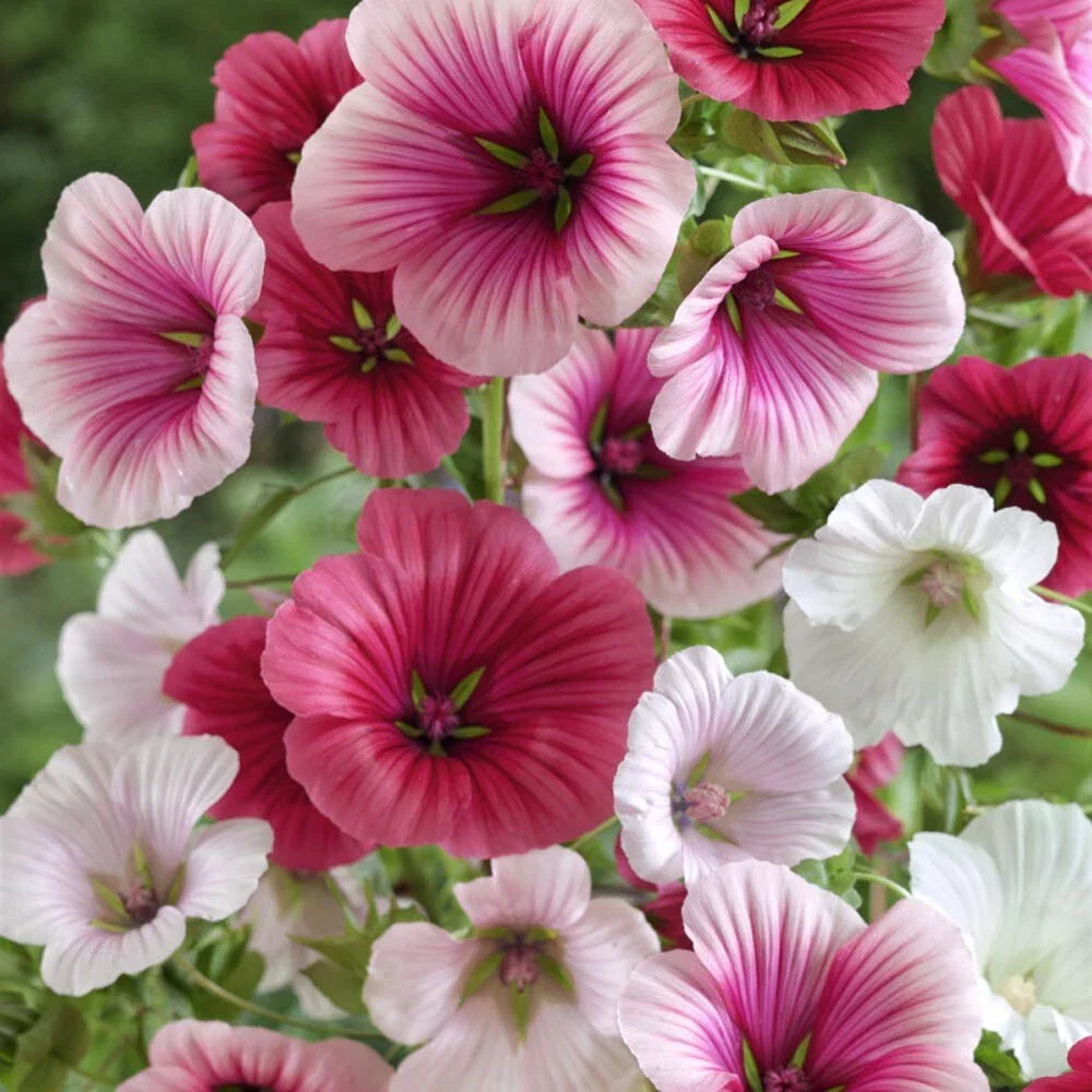 Malope Trifida Seeds - Dwarf Rose Mallow for Borders & Beds, Non-GMO