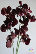 Topsy Sweet Pea Seeds Pack of 50+ | Fragrant Climbing Flower | Lathyrus odoratus | Garden Planting, USA Grown