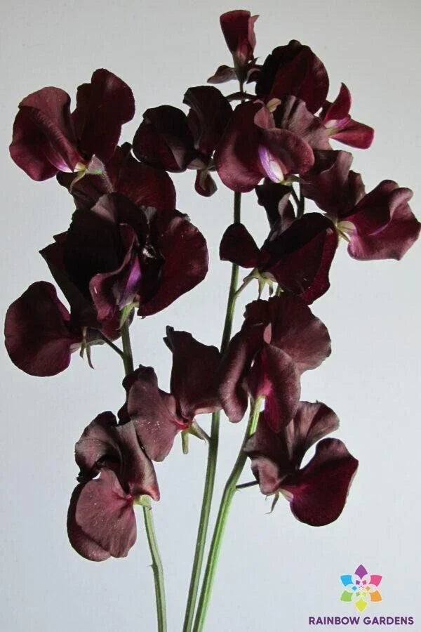 Topsy Sweet Pea Seeds Pack of 50+ | Fragrant Climbing Flower | Lathyrus odoratus | Garden Planting, USA Grown