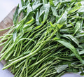 Water Spinach Seeds - 50+ Ipomoea aquatica Rau Muống Ong Choy Kangkong Vegetable Seeds for Gardening & Cooking